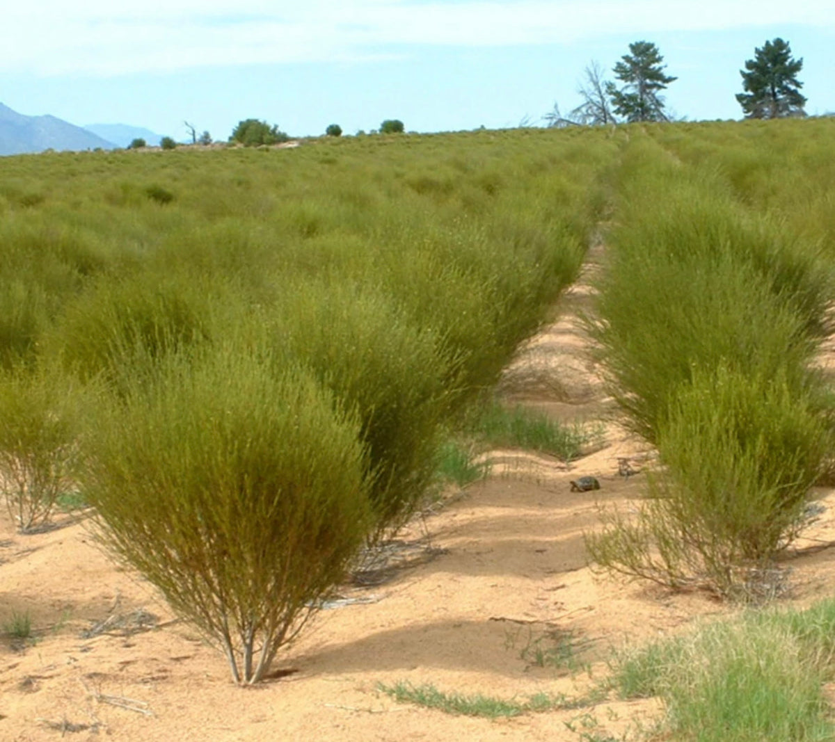 Did you know this about Rooibos Tea?